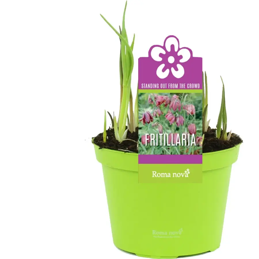 Fritillaria meleagris (kievitsbloem) | 7 bollen per pot | ca. 10 cm hoog | In 10 cm pot | Voorjaarsbloei voor tuin en pot