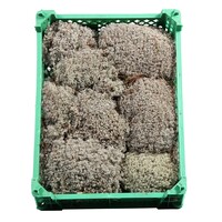 Zilvermos in plastic krat | ca. 1 kilo levend terrarium mos voor terrarium en kamerplanten