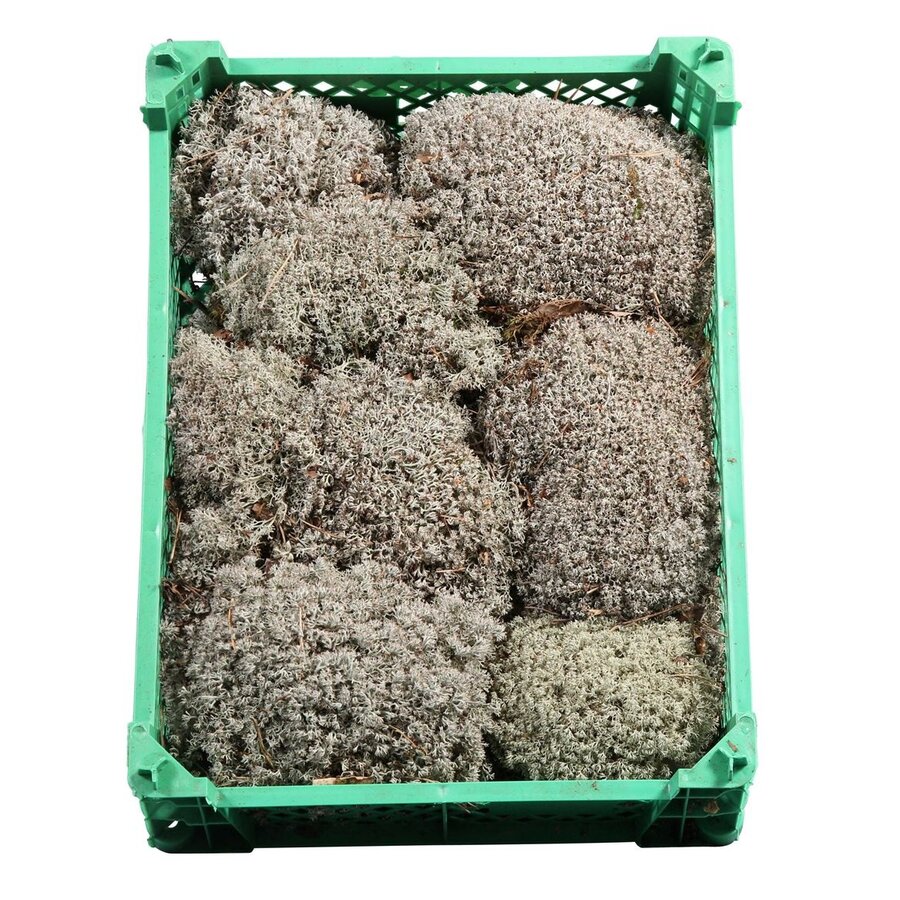 Zilvermos in plastic krat | ca. 1 kilo levend terrarium mos voor terrarium en kamerplanten