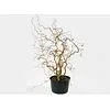 Hazelnoot | Corylus avellana 'Contorta' | Kronkelhazelaar | 75 cm hoog | 23 cm pot