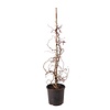 Hazelnoot | Corylus avellana 'Red Majestic' | Rode krulhazelaar 23 cm pot | 100 cm hoog