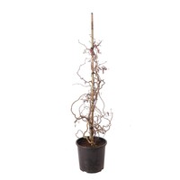 Hazelnoot | Corylus avellana 'Red Majestic' (rode krulhazelaar) | 100 cm hoog | In 23 cm pot | Sierlijke kronkeltakken met rood blad