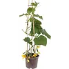 Komkommerplanten | Pot 15 cm | 50 cm hoog