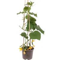 Snack / Mini Komkommerplant (Cucumis sativus) | 50 cm hoog | In 15 cm pot | Voor kas, balkon en moestuin