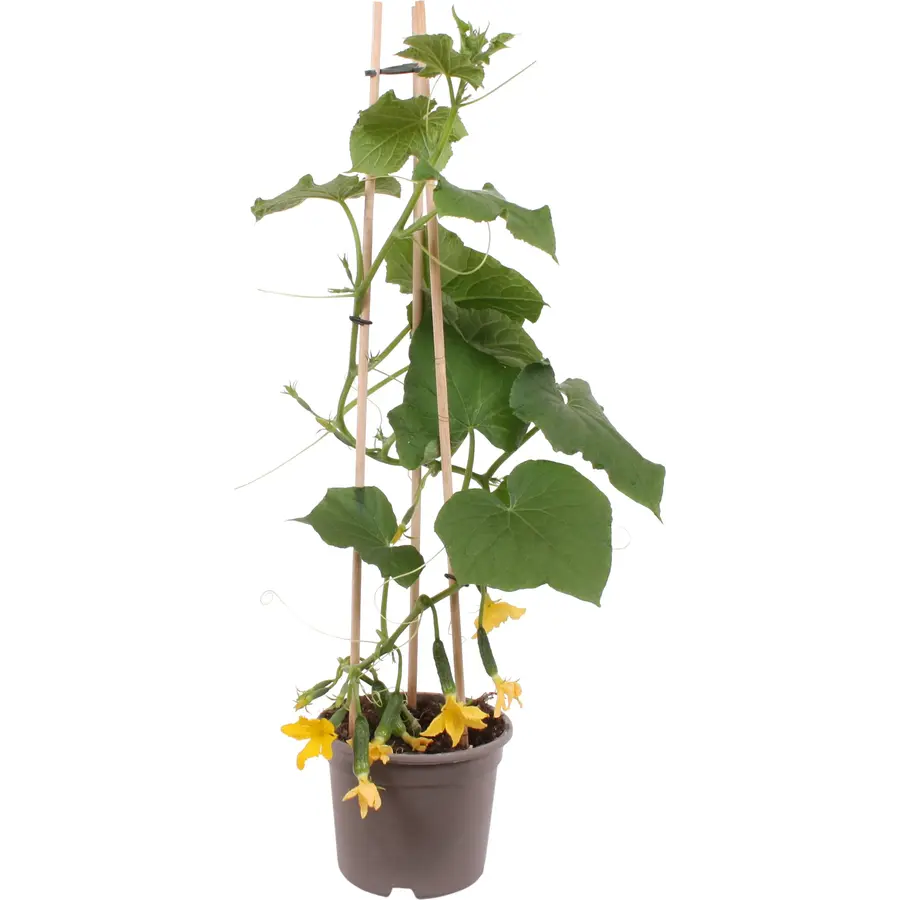 Snack / Mini Komkommerplant (Cucumis sativus) | 50 cm hoog | In 15 cm pot | Voor kas, balkon en moestuin