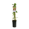 Ribes Hinnonmaki Rod | Kruisbes | 50 cm hoog | 12 cm pot