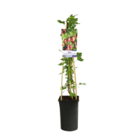 Ribes uva-crispa ‘Hinnonmäki Röd’ | kruisbes | 50 cm hoog bij levering | 12 cm pot | rijke oogst