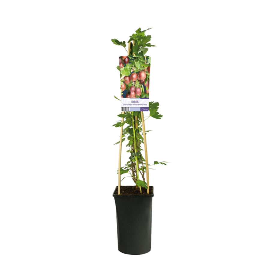 Ribes uva-crispa ‘Hinnonmäki Röd’ | kruisbes | 50 cm hoog bij levering | 12 cm pot | rijke oogst