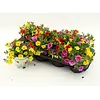 Calibrachoa TRICOLOR | 12 cm pot | 15 cm hoog | per stuk
