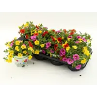 Calibrachoa TRICOLOR (million bells) | 3 kleuren per pot | 15 cm hoog | 12 cm pot | mix | per stuk