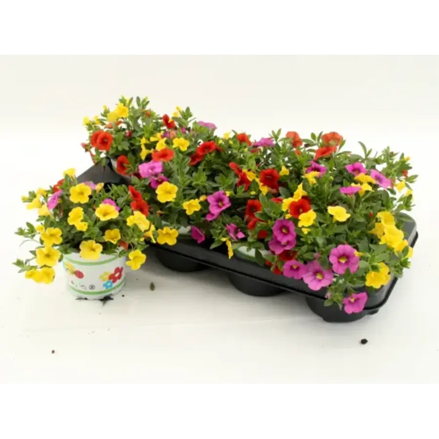Calibrachoa TRICOLOR (million bells) | 3 kleuren per pot | 15 cm hoog | 12 cm pot | mix | per stuk