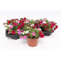 Calibrachoa TRICOLOR (million bells) | 3 kleuren per pot | 15 cm hoog | 12 cm pot | mix | per stuk