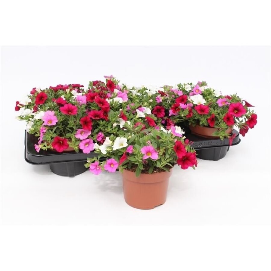 Calibrachoa TRICOLOR (million bells) | 3 kleuren per pot | 15 cm hoog | 12 cm pot | mix | per stuk