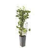 Witte kruisbes | 50 cm hoog | 12 cm pot