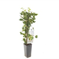 Witte kruisbes (Ribes uva-crispa) | 50 cm hoog | In 12 cm pot | Fruitstruik voor tuin, balkon en terras