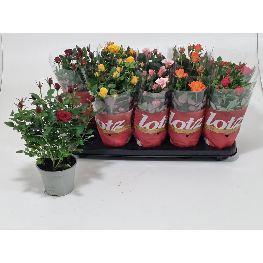 Rosa Lotz (mix) | Potroos in meerdere kleuren | 20–30 cm hoog | In 12 cm pot | Voor tuin, balkon en terras