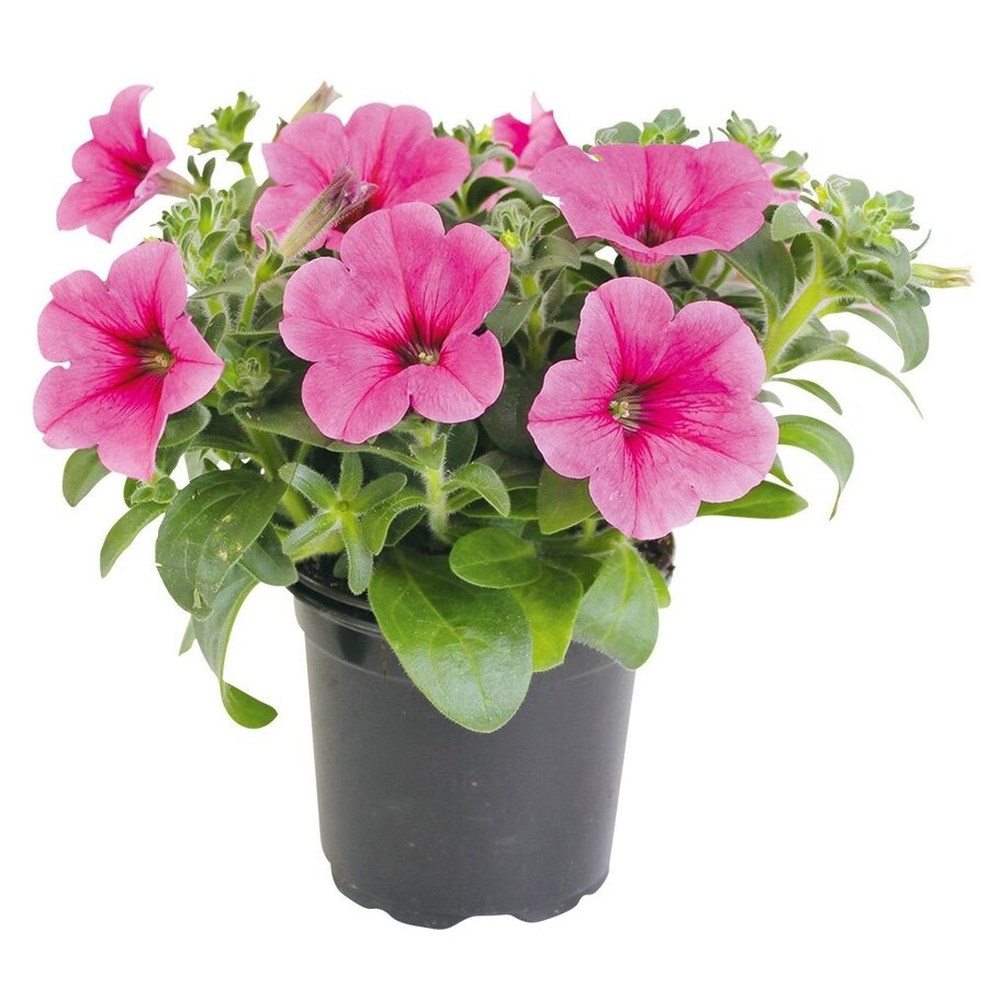 Petunia ‘Altun Rose’ | Roze bloeier voor balkon en terras | ca. 15 cm hoog | 12 cm pot