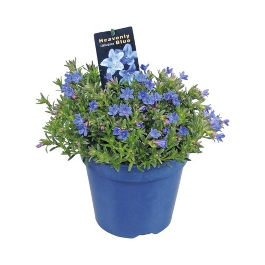 Glandora diffusa (blauw bloeiende bodembedekker) | ca. 10 cm hoog | In 10 cm pot | Voor border, rotstuin en pot