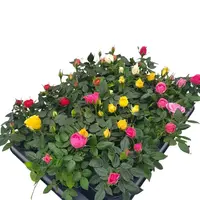Dwergrozen Rosa Kordana Grande (Rosa) | diverse kleuren mix | 6 cm pot (P6) | ca. 12 cm hoog bij levering | compact roosje voor balkon en tuin