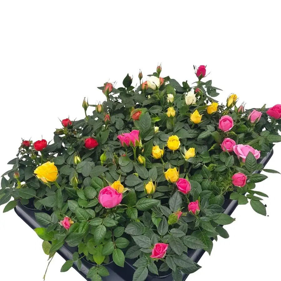 Dwergrozen Rosa Kordana Grande (Rosa) | diverse kleuren mix | 6 cm pot (P6) | ca. 12 cm hoog bij levering | compact roosje voor balkon en tuin