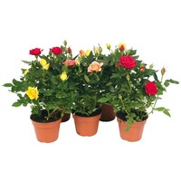 Dwergrozen Rosa Kordana Grande (Rosa) | diverse kleuren mix | 6 cm pot (P6) | ca. 12 cm hoog bij levering | compact roosje voor balkon en tuin