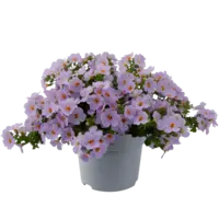 Sutera (Bacopa) lichtpaars | 15 cm hoog bij levering | In 10 cm pot | Rijkbloeiende hang en balkonplant