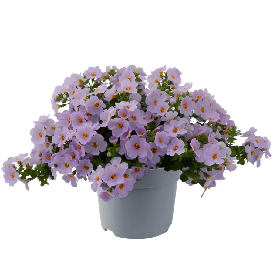 Sutera (Bacopa) lichtpaars | 15 cm hoog bij levering | In 10 cm pot | Rijkbloeiende hang en balkonplant