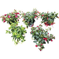 Fuchsia (kleurmix) | gemengde bloemen | 25 cm hoog bij levering | 10 cm pot | rijkbloeiende balkonplant