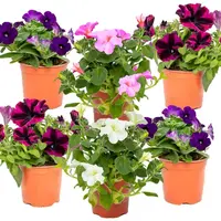 Petunia (Petunia x hybrida) | gemengde kleuren | ca. 15 cm hoog bij levering | 10 cm pot | rijkbloeiende zomerplant voor balkon en terras