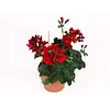 Pelargonium peltatum Royal Red | 15 cm hoog | 10 cm pot