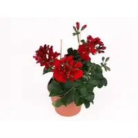 Pelargonium peltatum Royal Red | Hanggeranium met rode bloemen | 15 cm hoog bij levering | 10 cm pot
