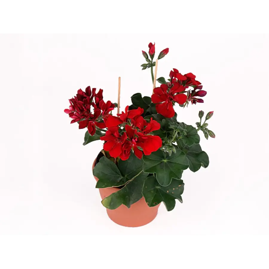 Pelargonium peltatum Royal Red | Hanggeranium met rode bloemen | 15 cm hoog bij levering | 10 cm pot