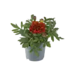 Afrikaantje (Tagetes) rood | 9 cm pot | ca. 10 cm hoog