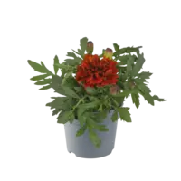 Afrikaantje (Tagetes patula) rood | 9 cm pot | ca. 10 cm hoog bij levering | Rijkbloeiende zomerbloeier voor border en balkon
