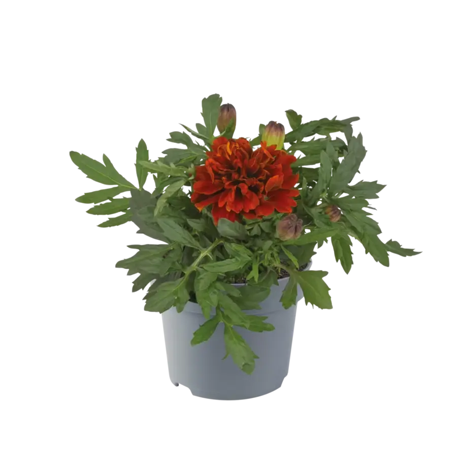 Afrikaantje (Tagetes patula) rood | 9 cm pot | ca. 10 cm hoog bij levering | Rijkbloeiende zomerbloeier voor border en balkon