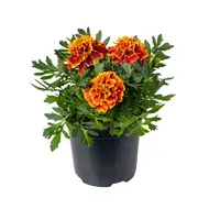 Afrikaantje (Tagetes patula) ‘Honeycomb’ rood geel | ca. 15 cm hoog bij levering | In 9 cm pot | Rijkbloeiende eenjarige