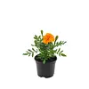 Afrikaantje (Tagetes) oranje | 9 cm pot | 10 cm hoog