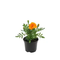 Afrikaantje (Tagetes) oranje | ca. 10 cm hoog bij levering | In 9 cm pot | Rijkbloeiende zomerbloeier