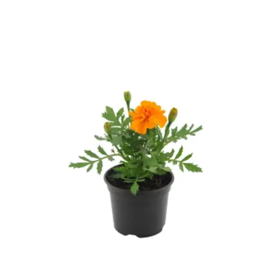 Afrikaantje (Tagetes) oranje | ca. 10 cm hoog bij levering | In 9 cm pot | Rijkbloeiende zomerbloeier