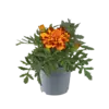 Afrikaantje (Tagetes) Bolero | oranje rood | 9 cm pot | 10 cm hoog