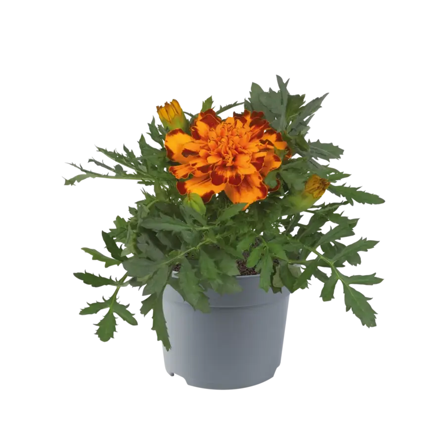 Afrikaantje (Tagetes) ‘Bolero’ | oranje rood (Marigold) | 10 cm hoog | in 9 cm pot | rijke zomerbloeier