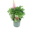 Lupinus 'Gallery' | 20 cm hoog | 13 cm pot | mix kleuren (per stuk)
