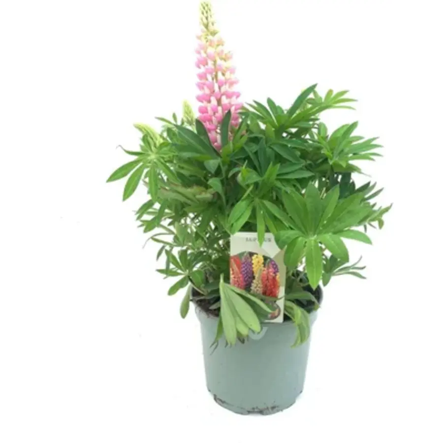 Lupinus 'Gallery' (lupine) | mix diverse kleuren (per stuk) | ca. 20 cm hoog bij levering | 13 cm pot | rijkbloeiende vaste plant