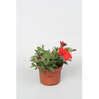 Petunia rood (Petunia × hybrida) | ca. 15 cm hoog | In 12 cm pot | Eenjarige zomerbloeier voor pot en border