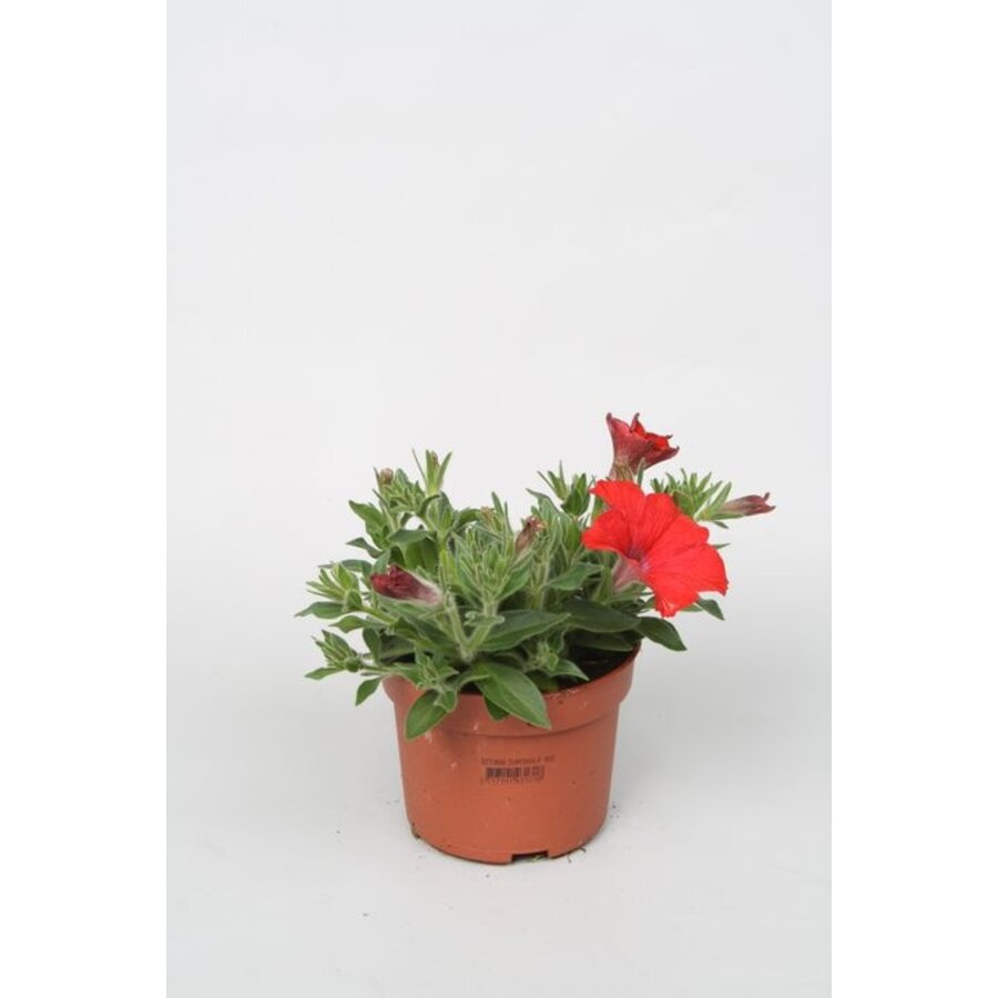 Petunia rood (Petunia × hybrida) | ca. 15 cm hoog | In 12 cm pot | Eenjarige zomerbloeier voor pot en border