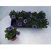 Petunia paars wit | 15 cm hoog | 12 cm pot | per stuk