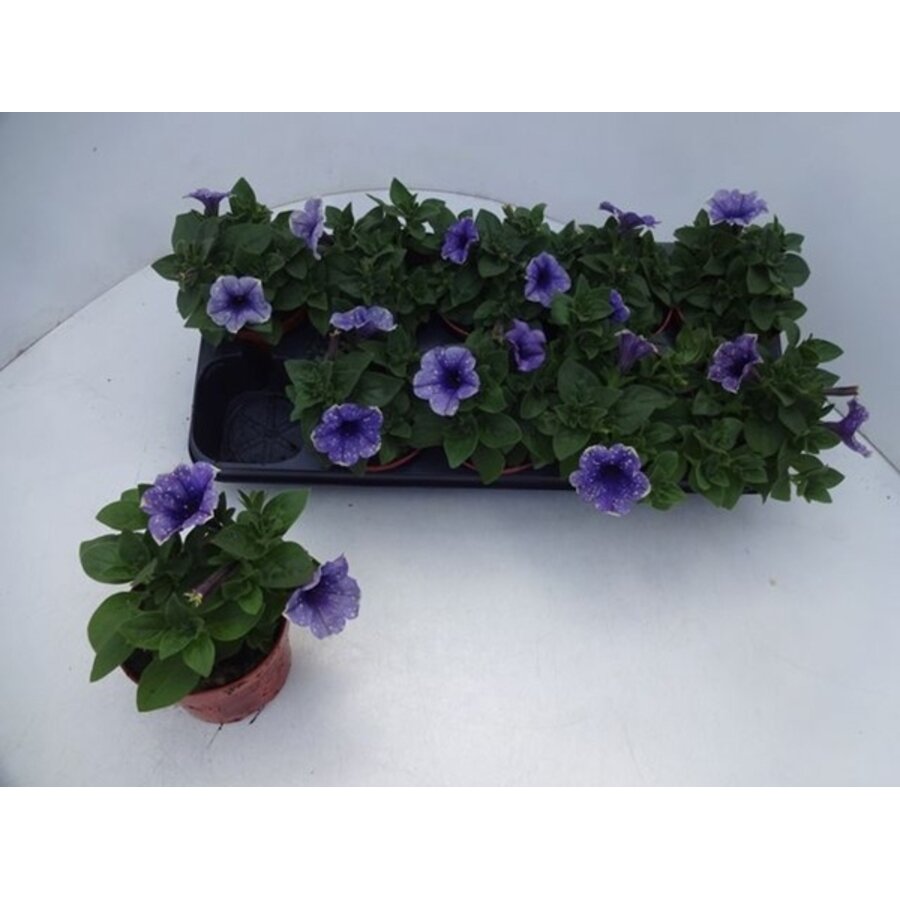 Petunia (paars wit) | Zomerbloeier voor balkon en tuin | 15 cm hoog | In 12 cm pot | per stuk