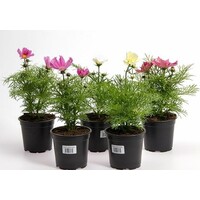 Cosmos bipinnatus (cosmea) of Sjieke ridderspoor | 10 cm pot | ca. 15–25 cm hoog | Zomerse eenjarige bloeier (per stuk)