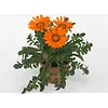 Gazania rigens 'Gazoo Clear Orange' | 10 cm pot | ca. 10-15 cm hoog