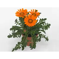 Gazania rigens 'Gazoo Clear Orange' | helder oranje bloemen | ca. 10-15 cm hoog | 10 cm pot | zonliefhebber voor terras en border